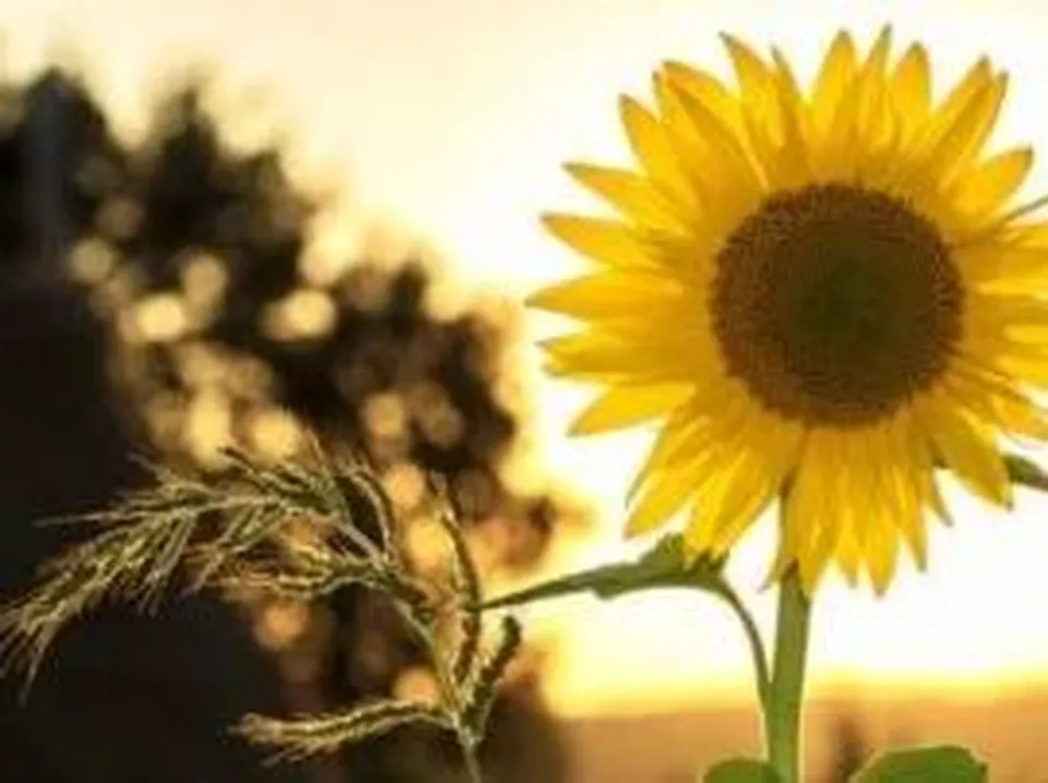 Glad sommar!