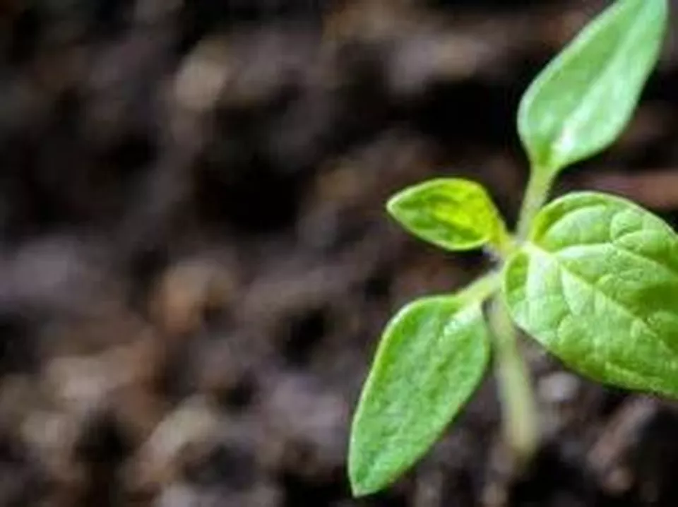 Fungerar trädplantering som klimatkompensation?